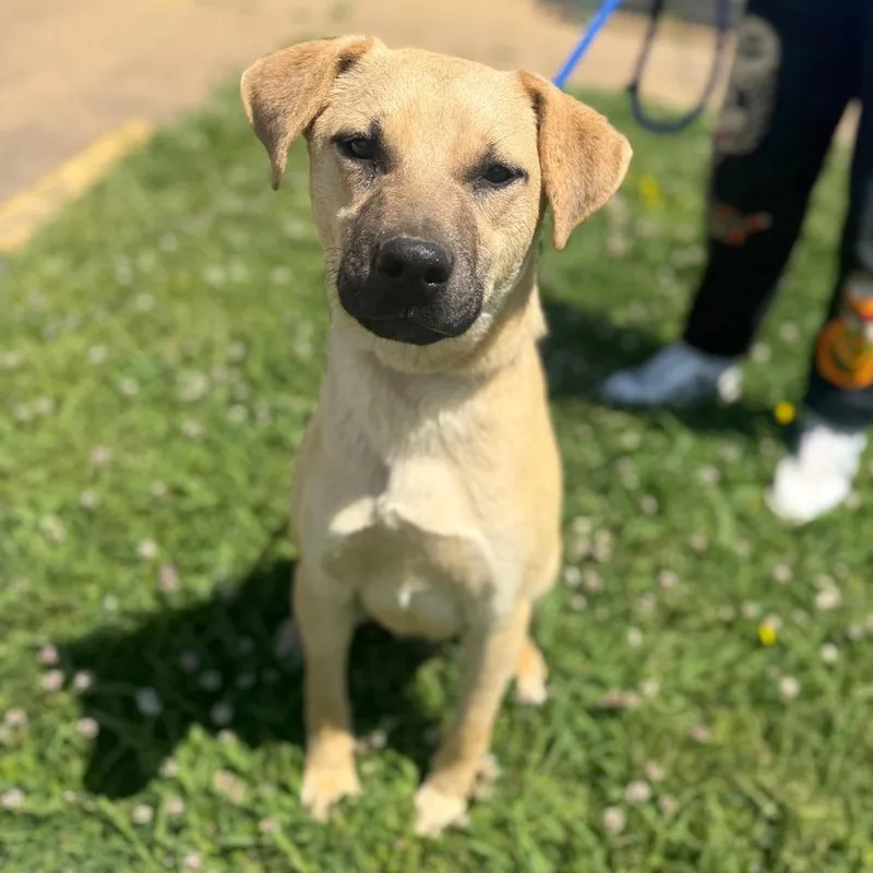 A young medium-sized male Yellow / Tan / Blond / Fawn Mixed Breed dog named Chong for adoption in Corinth, MS