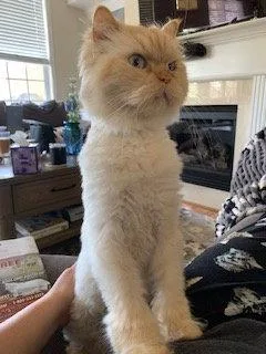 An adult large-sized male Himalayan cat named Everest for adoption in Powder Springs, GA