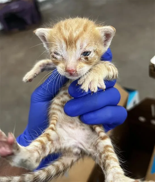 A baby medium-sized female Domestic Medium Hair cat named Nala for adoption in Dallas, TX