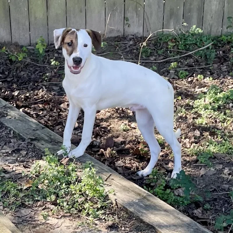 Indiana Bones thumbnail 2