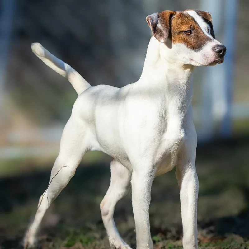 Indiana Bones thumbnail 4