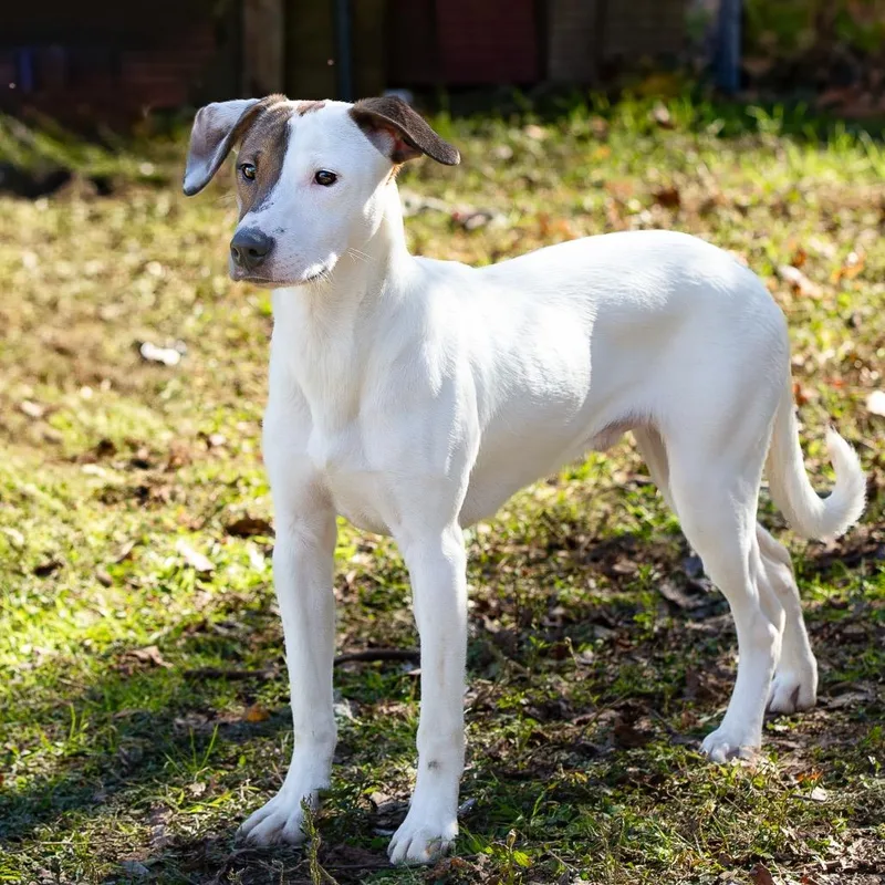 Indiana Bones thumbnail 5