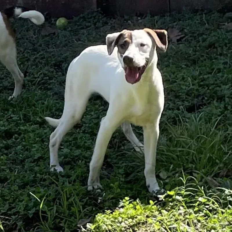 Indiana Bones thumbnail 6