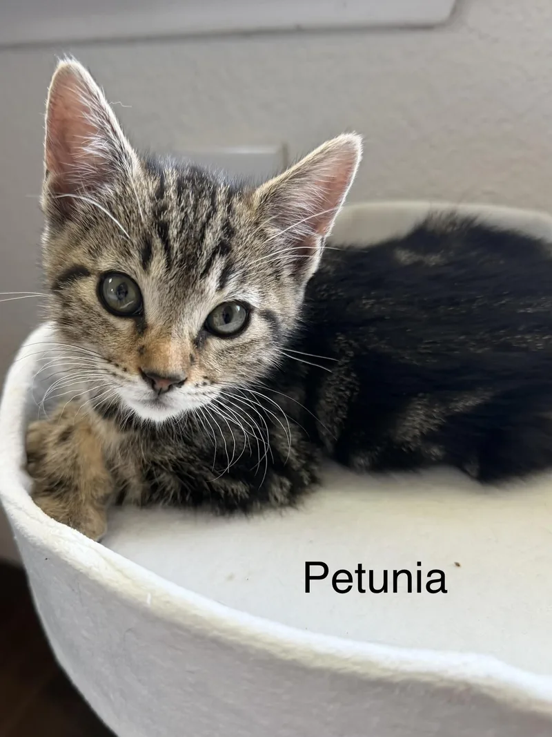 A baby medium-sized female Tabby (Brown / Chocolate) Tabby cat named Petunia for adoption in Oakley, CA