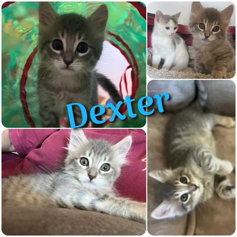 Dexter thumbnail 3