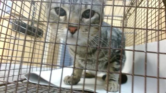 A young small-sized male Domestic Short Hair cat named Ricky for adoption in Miami, FL