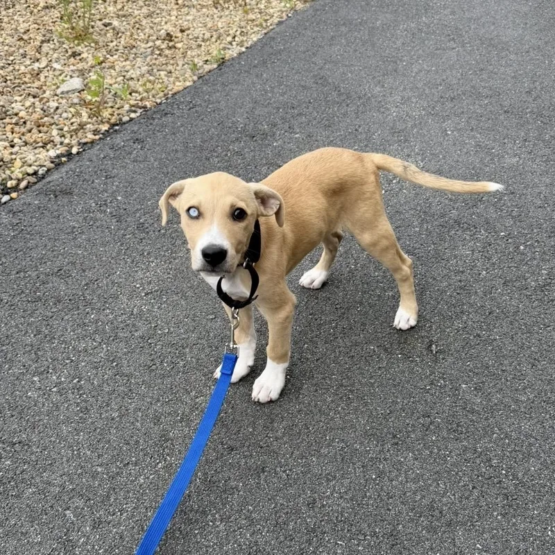 A baby large-sized male Yellow / Tan / Blond / Fawn Labrador Retriever dog named Max for adoption in Pelham, NH