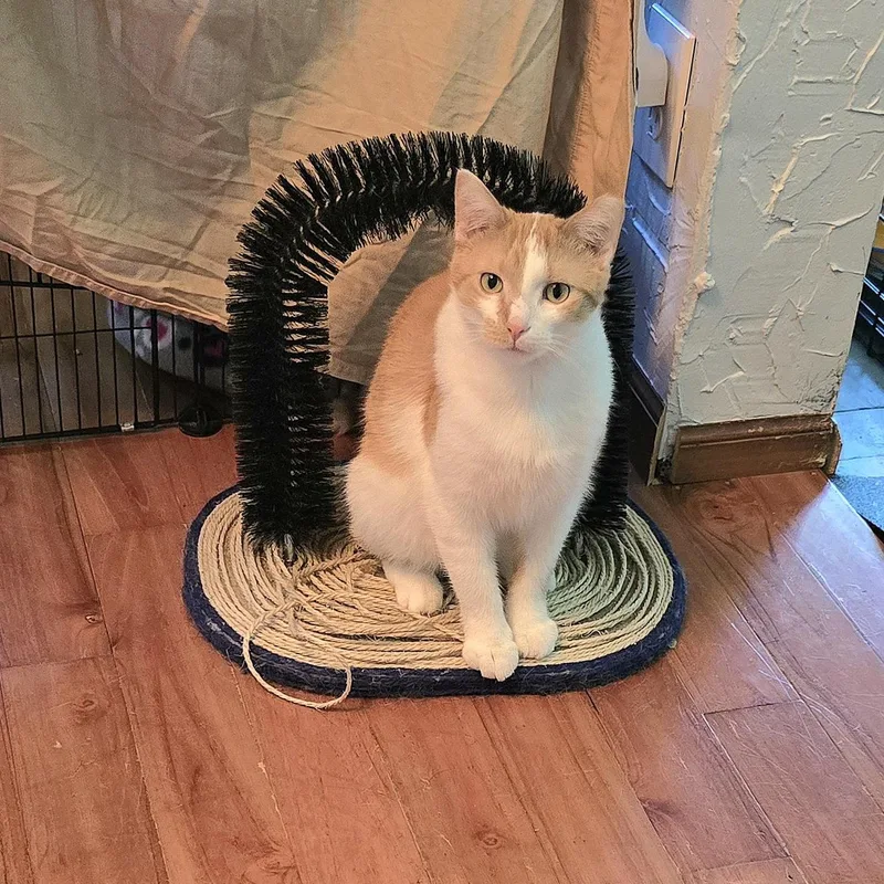A young medium-sized male Orange & White Domestic Short Hair cat named Coco for adoption in Big Lake, MN