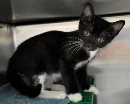 A baby small-sized male Domestic Short Hair cat named Lennie for adoption in West Seneca, NY