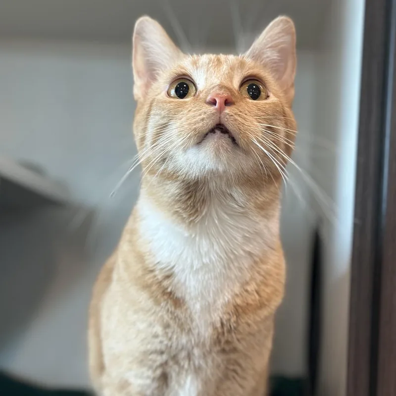An adult medium-sized male Orange / Red Domestic Short Hair cat named Tigger for adoption in Matteson, IL