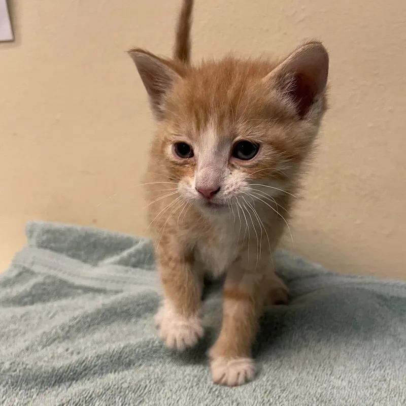 A baby small-sized male Orange / Red Domestic Short Hair cat named Biscuit for adoption in Pasadena, CA