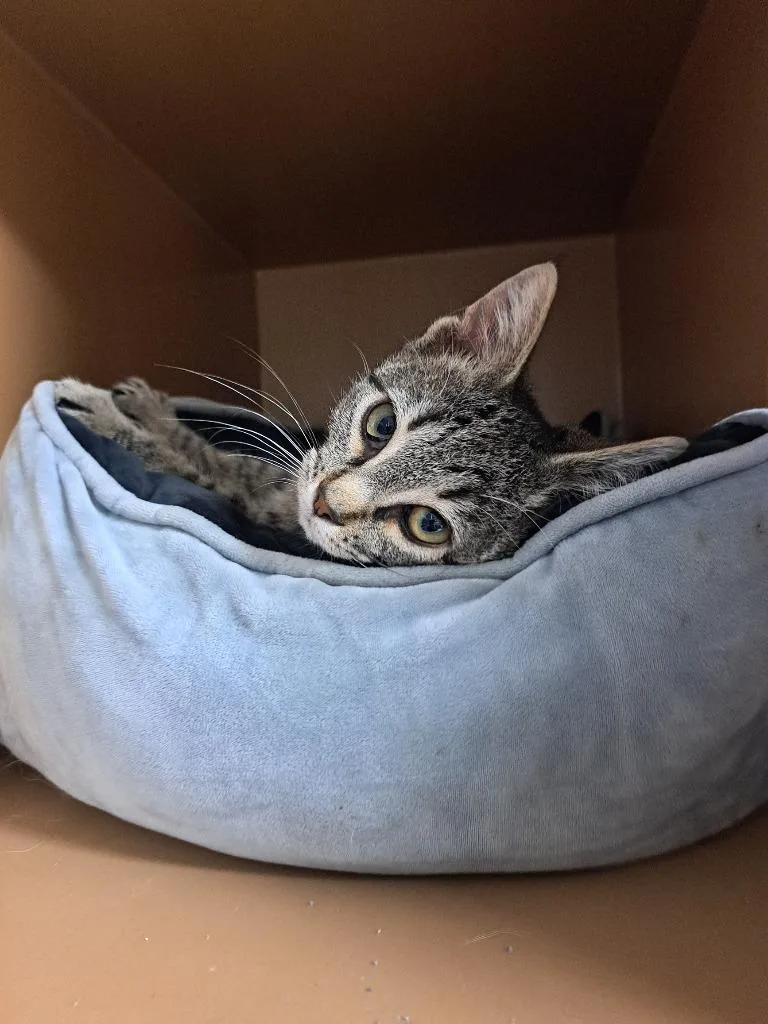 A baby medium-sized male Domestic Short Hair cat named Hawk Eye for adoption in Fayetteville, TN
