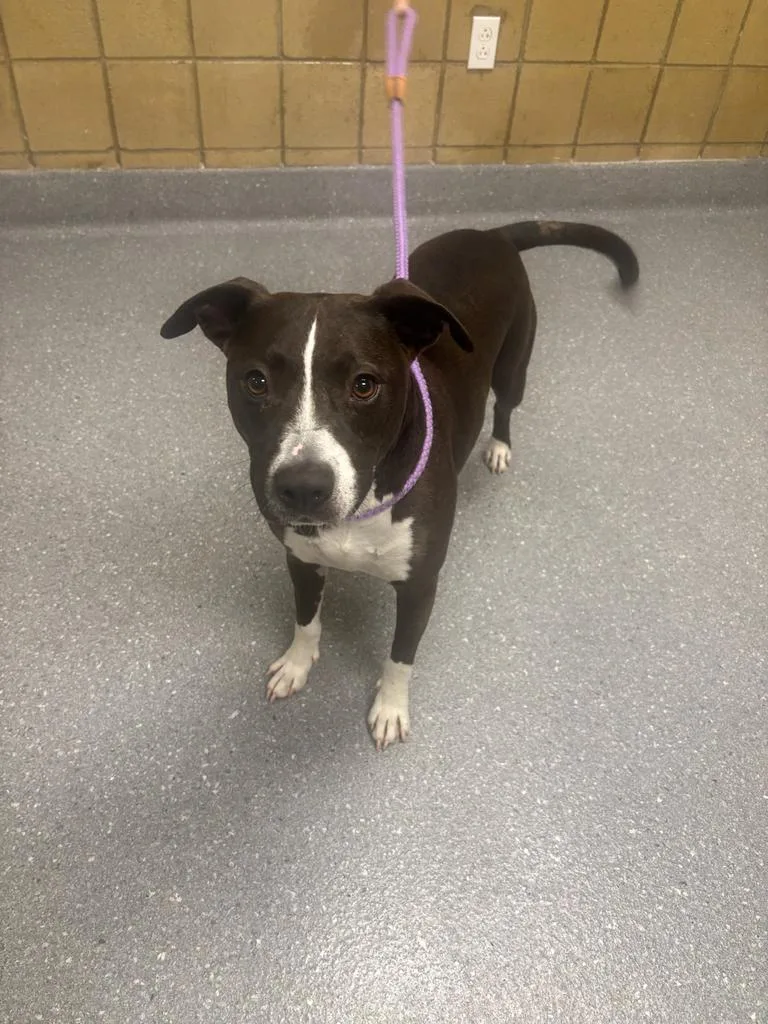 An adult medium-sized male Pit Bull Terrier dog named Tank for adoption in Greenfield, IN