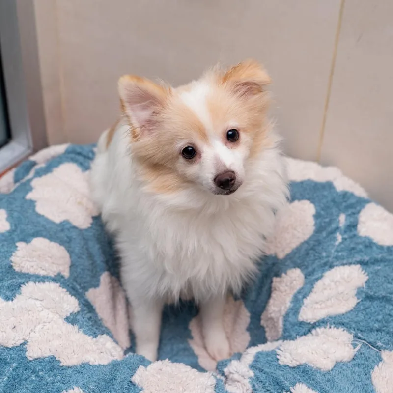 A young small-sized male White / Cream Pomeranian dog named Coffee Cake for adoption in New York, NY