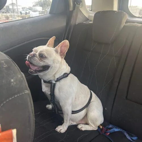 An adult small-sized female Yellow / Tan / Blond / Fawn French Bulldog dog named Chantel for adoption in Austin, TX
