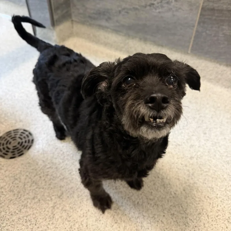 A young small-sized male Black Mixed Breed dog named Trigger for adoption in Cooperstown, NY