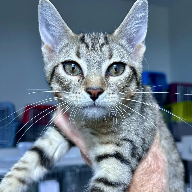 A baby small-sized male Brown / Chocolate Domestic Short Hair cat named Star for adoption in Matteson, IL