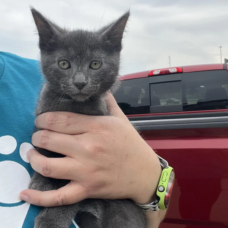 A baby small-sized male Gray / Blue / Silver Domestic Short Hair cat named Paradise Timmyc for adoption in East Saint Louis, IL