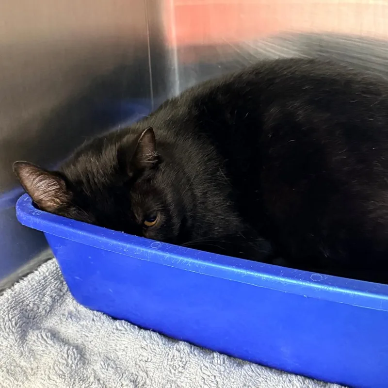 An adult large-sized male White Domestic Short Hair cat named Martin for adoption in Indianapolis, IN