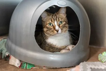 A baby small-sized male Domestic Short Hair cat named Kit Kat for adoption in Coon Rapids, MN