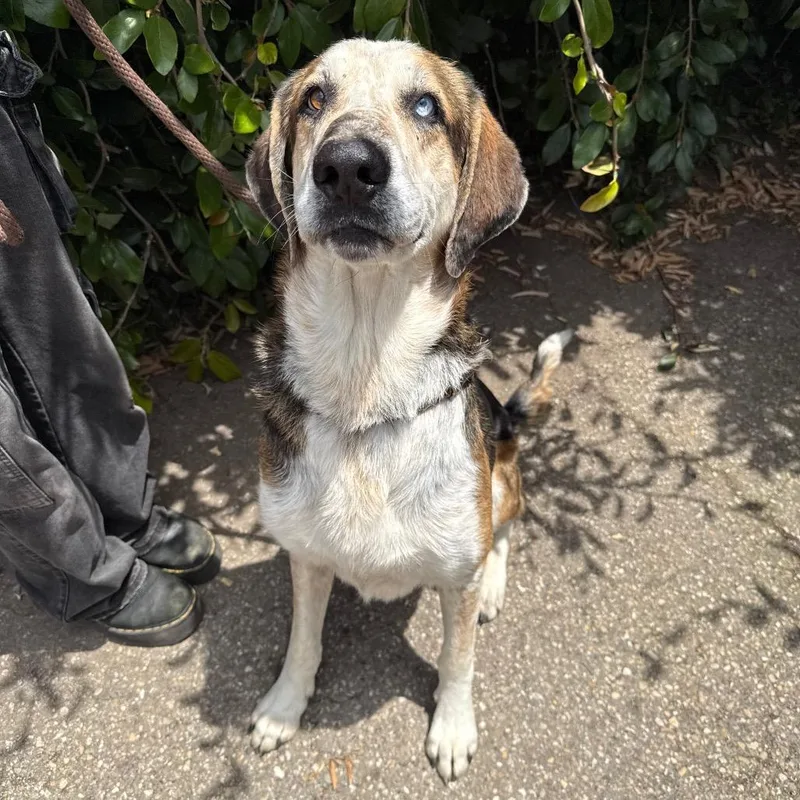 An adult large-sized male Brown / Chocolate Hound dog named Rowdy Roo for adoption in Santa Barbara, CA