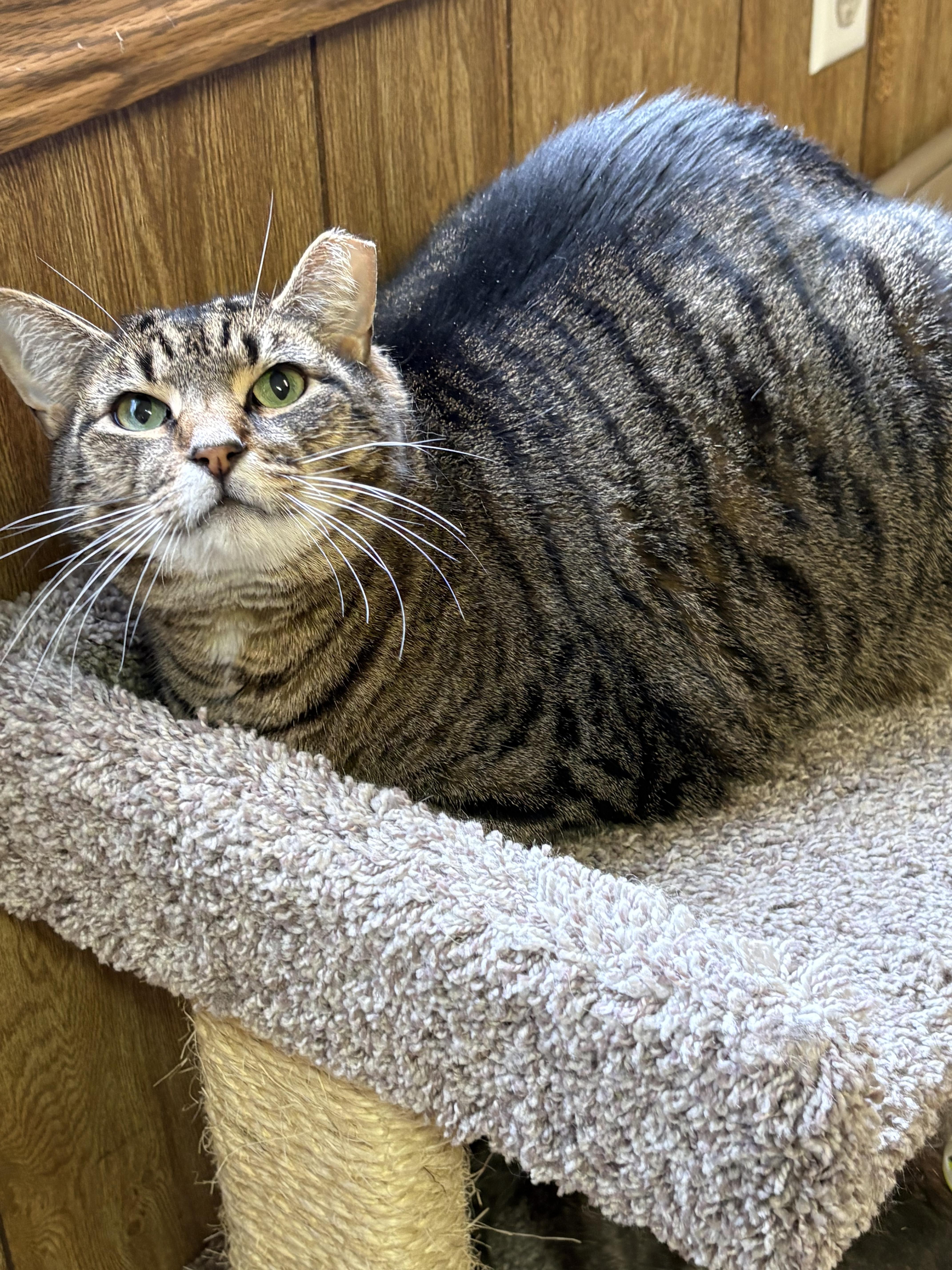 An adult medium-sized male Tabby (Brown / Chocolate) Tabby cat named Spike for adoption in Linden, NJ