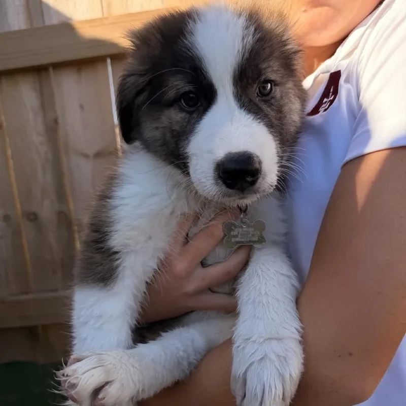 A baby large-sized male White / Cream Great Pyrenees dog named Brioche for adoption in La Grange, KY