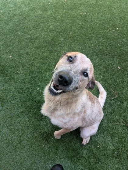 An adult large-sized female Mixed Breed dog named Treasure for adoption in Louisburg, NC
