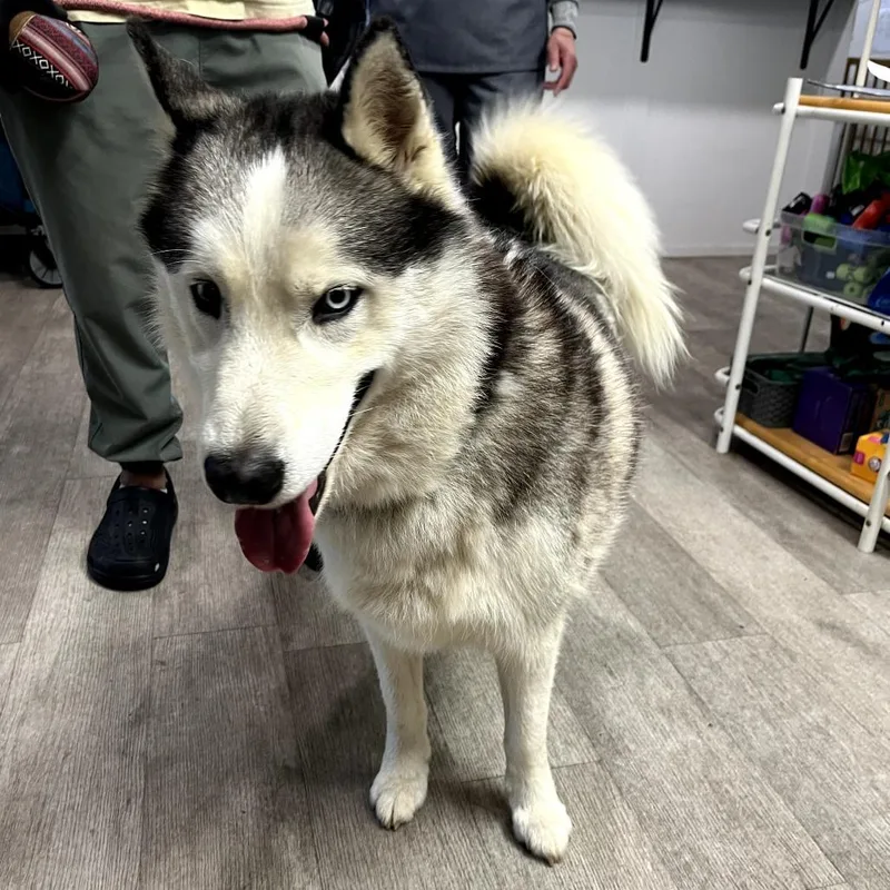 An adult large-sized female Gray / Blue / Silver Husky dog named Aurora for adoption in Waldorf, MD