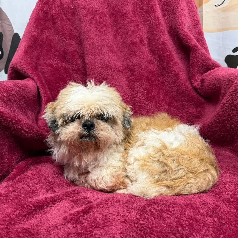 A senior small-sized male Yellow / Tan / Blond / Fawn Shih Tzu dog named Randy for adoption in Uniontown, PA