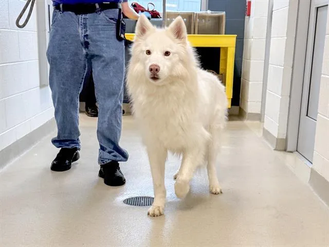 An adult large-sized male Husky dog named Kai for adoption in Haw River, NC