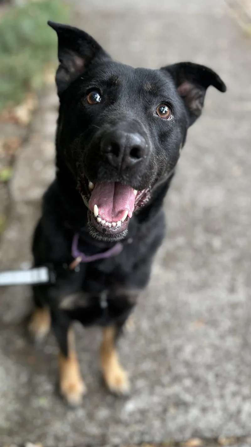 An adult medium-sized male Belgian Shepherd / Malinois dog named Gordon for adoption in Tigard, OR