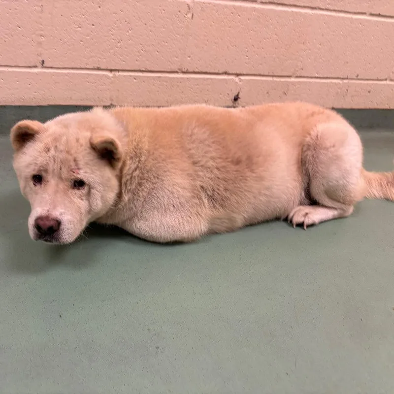 An adult medium-sized male Yellow / Tan / Blond / Fawn Mixed Breed dog named Mark for adoption in Memphis, TN