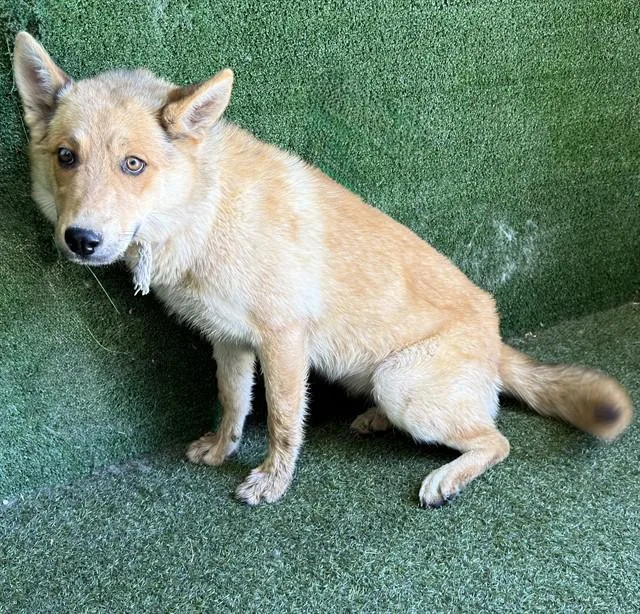 A young medium-sized female Australian Cattle Dog / Blue Heeler dog named A for adoption in Lancaster, CA