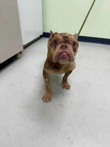 An adult small-sized female Mixed Breed dog named Pumpkin Spice for adoption in Savannah, GA