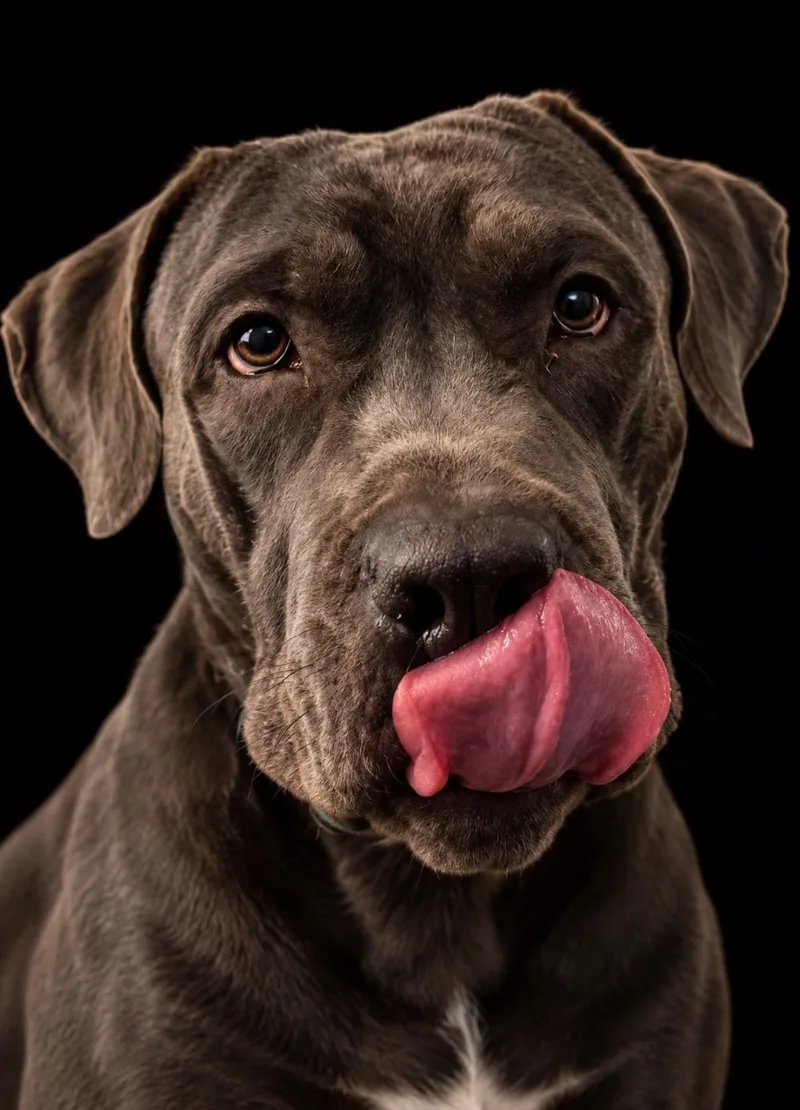 A young large-sized male Cane Corso dog named Creed for adoption in Avondale, PA