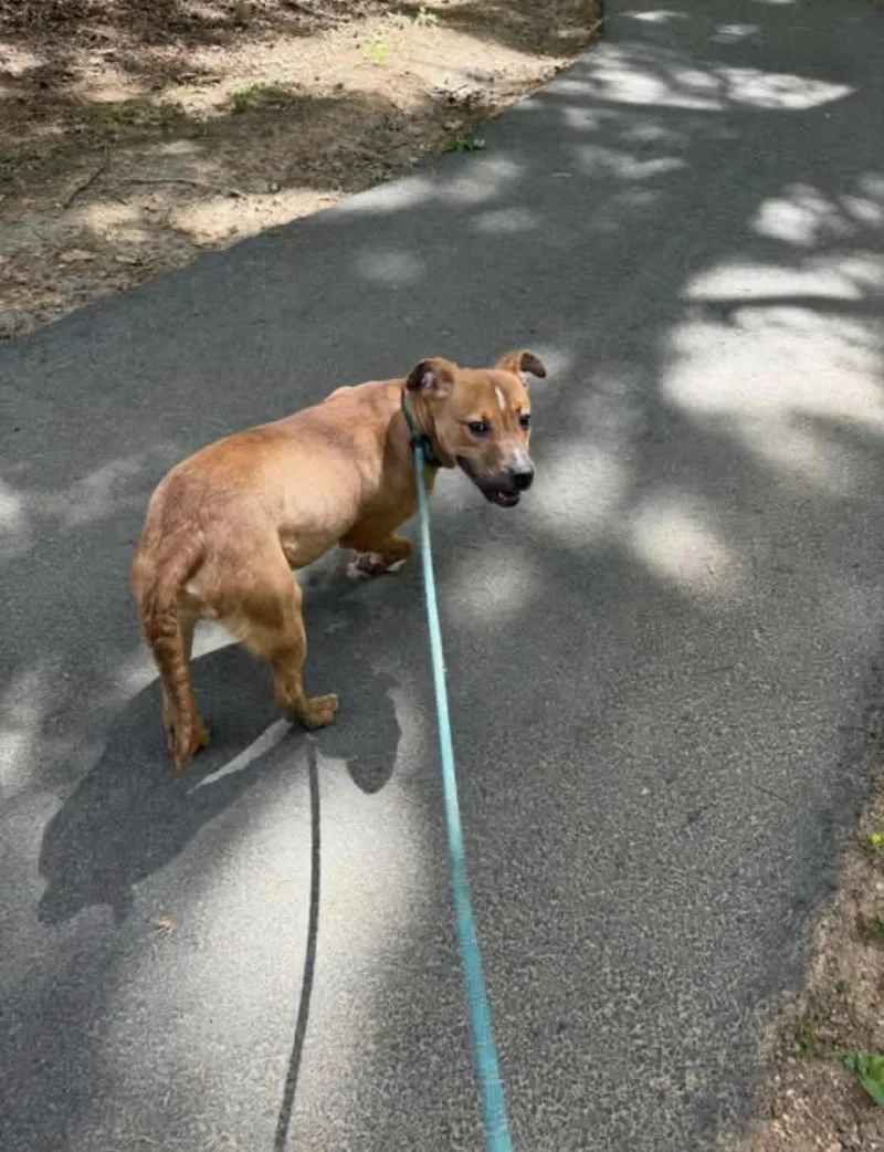 A young medium-sized male Brown / Chocolate Boxer dog named Jj for adoption in Albemarle, NC
