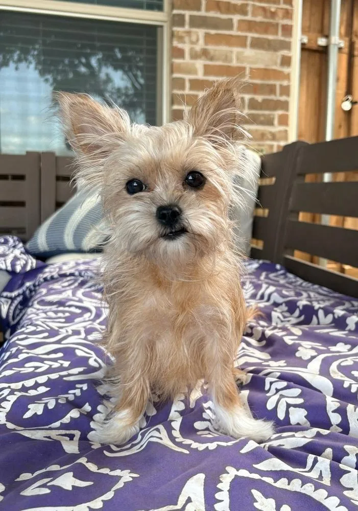 A young small-sized female White / Cream Yorkshire Terrier dog named Kanga for adoption in Frisco, TX