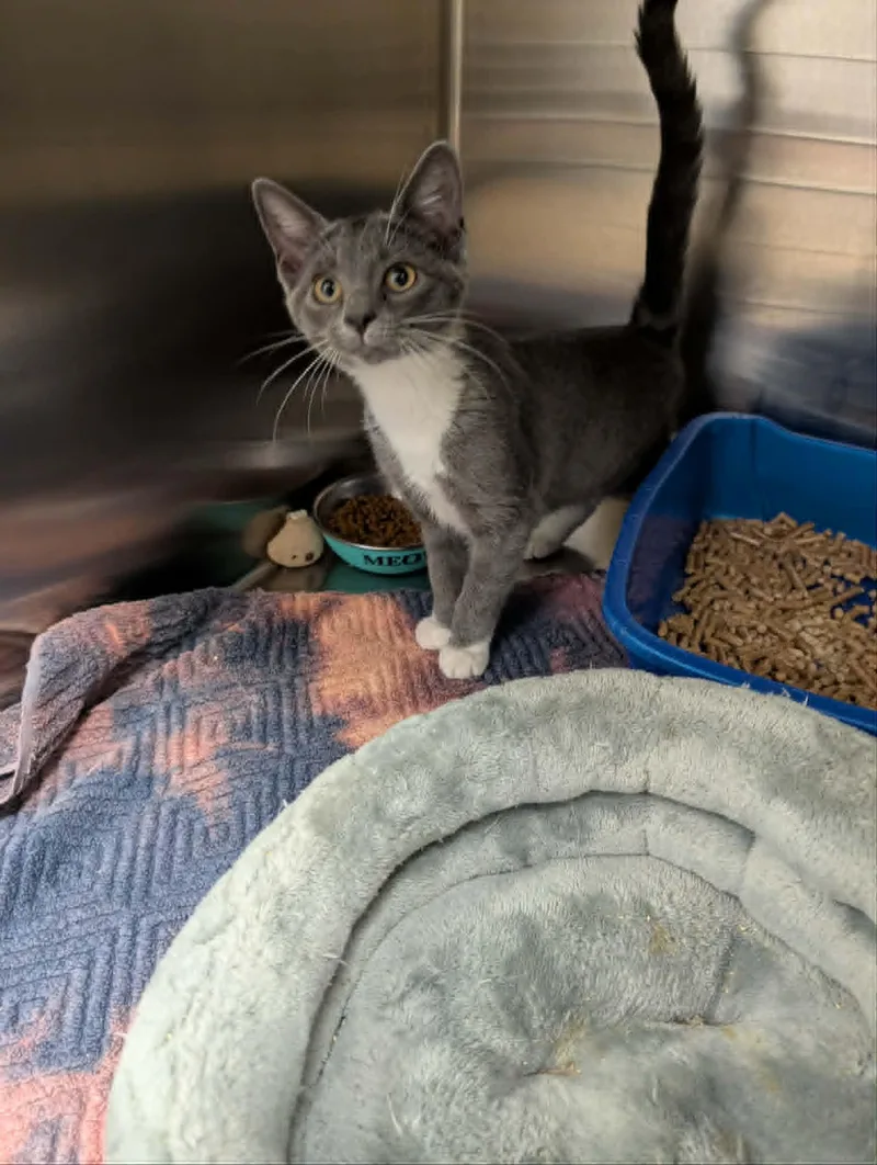 A young medium-sized female Gray & White Domestic Short Hair cat named Dutchess for adoption in Chambersburg, PA