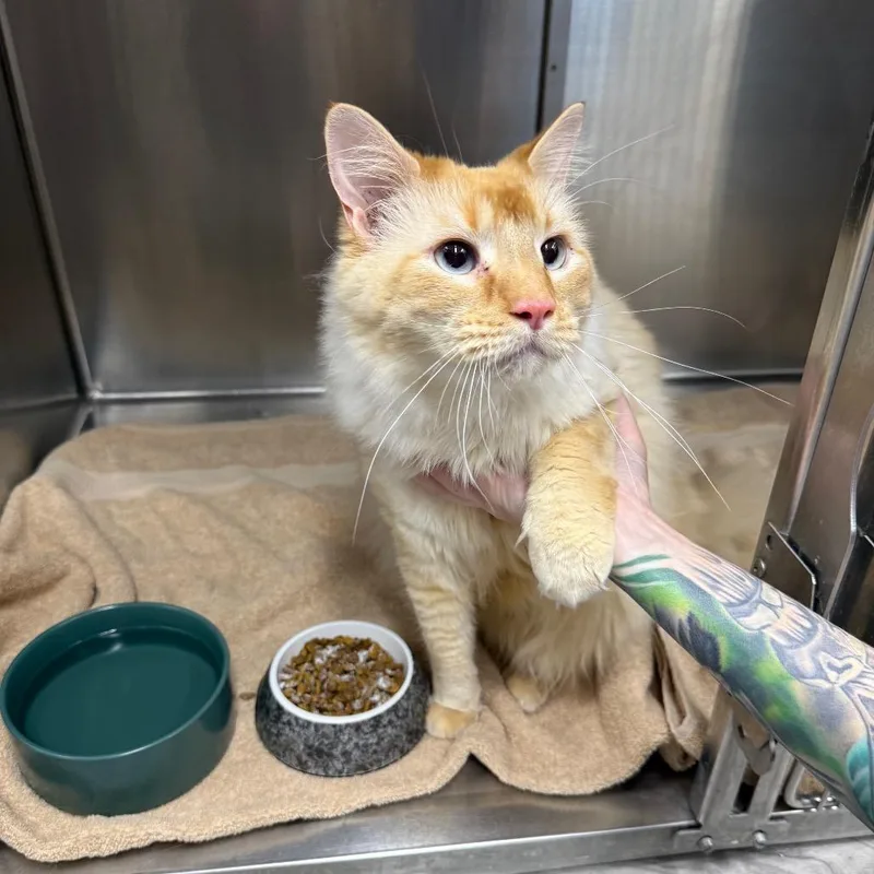 An adult large-sized male Cream / Ivory Domestic Long Hair cat named Helsinki for adoption in Lake Panasoffkee, FL