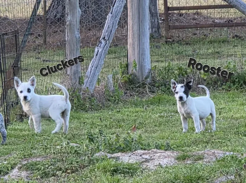 Cluckers thumbnail 3