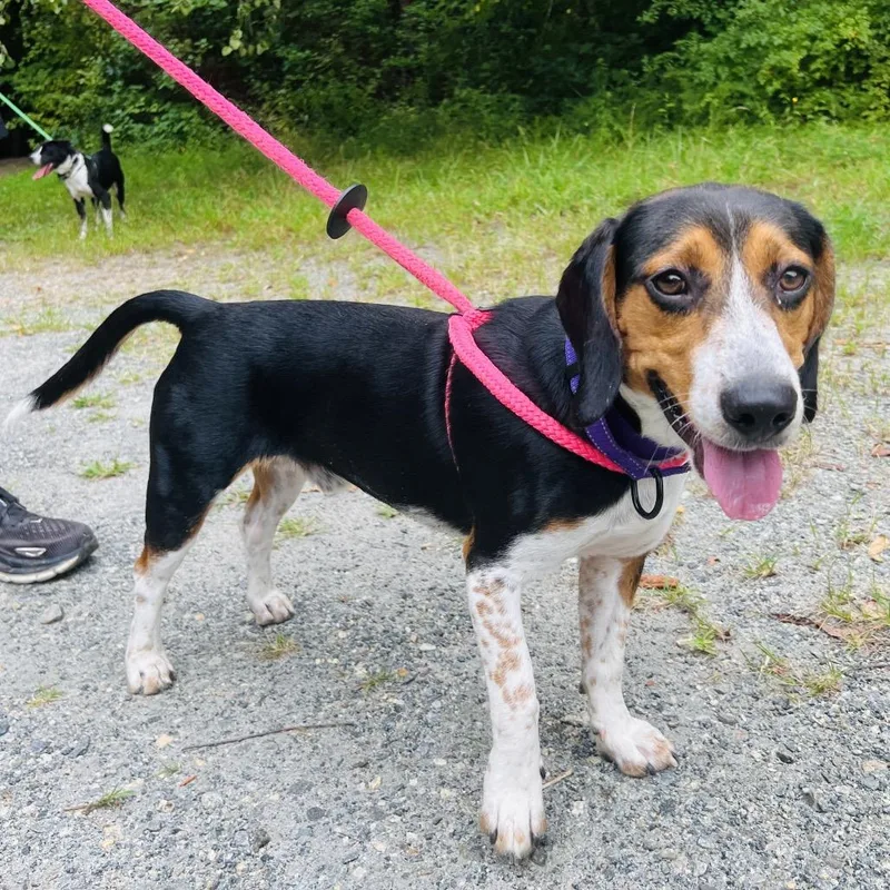 A young medium-sized male White / Cream Mixed Breed dog named Roscoe for adoption in Fredericksburg, VA