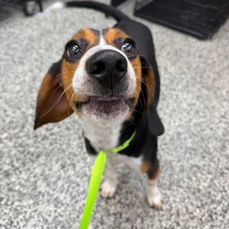 Roscoe thumbnail 3