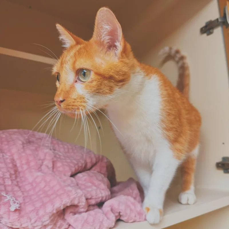 An adult medium-sized male Orange & White Domestic Short Hair cat named C.C. Tinsley for adoption in Hays, KS