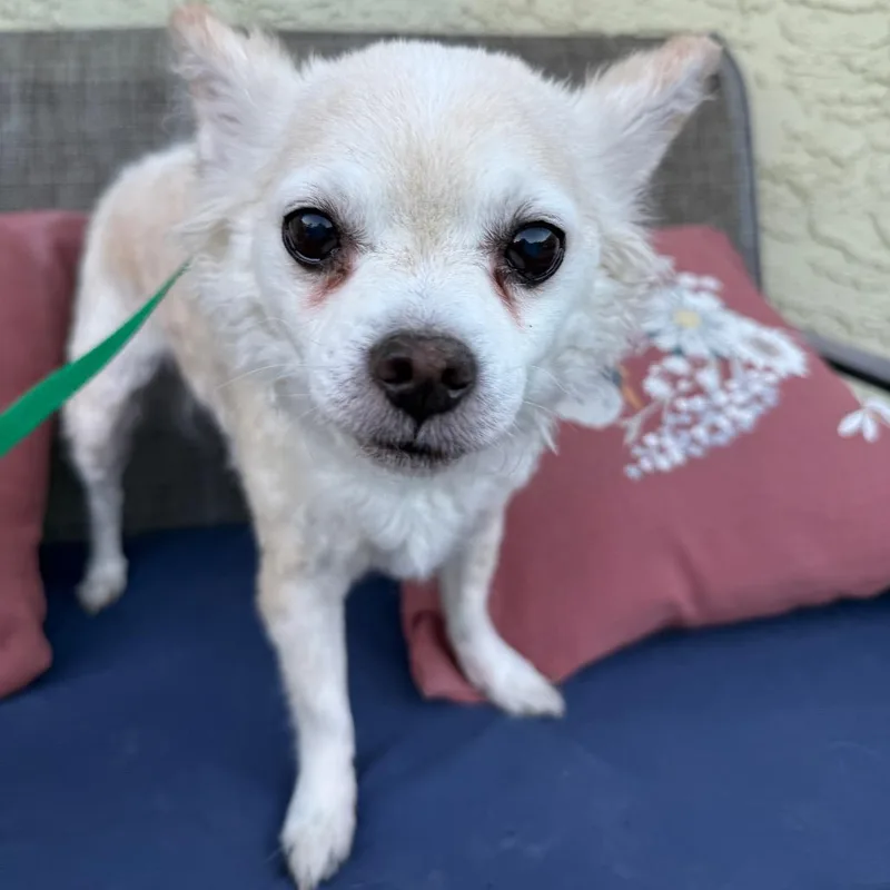 A senior small-sized male White / Cream Chihuahua dog named Flaco A for adoption in Las Vegas, NV