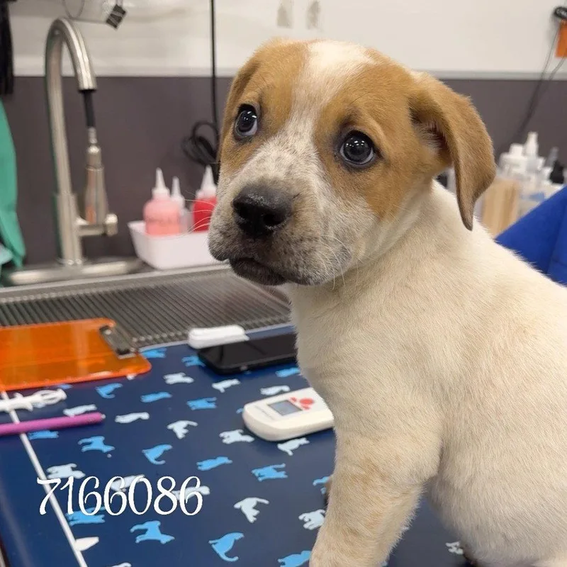 A young medium-sized female Cattle Dog dog named Canyon for adoption in Chico, CA