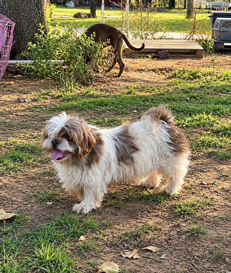 An adult small-sized female Yellow / Tan / Blond / Fawn Shih Tzu dog named Winter for adoption in Pelham, NH