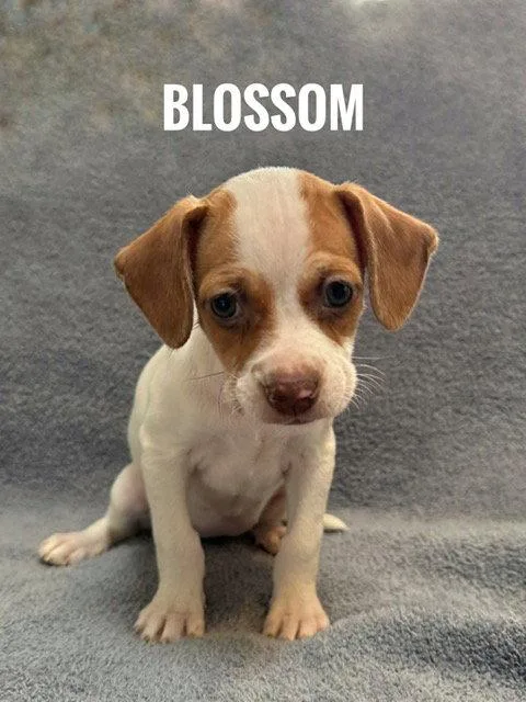 Blossom thumbnail 2