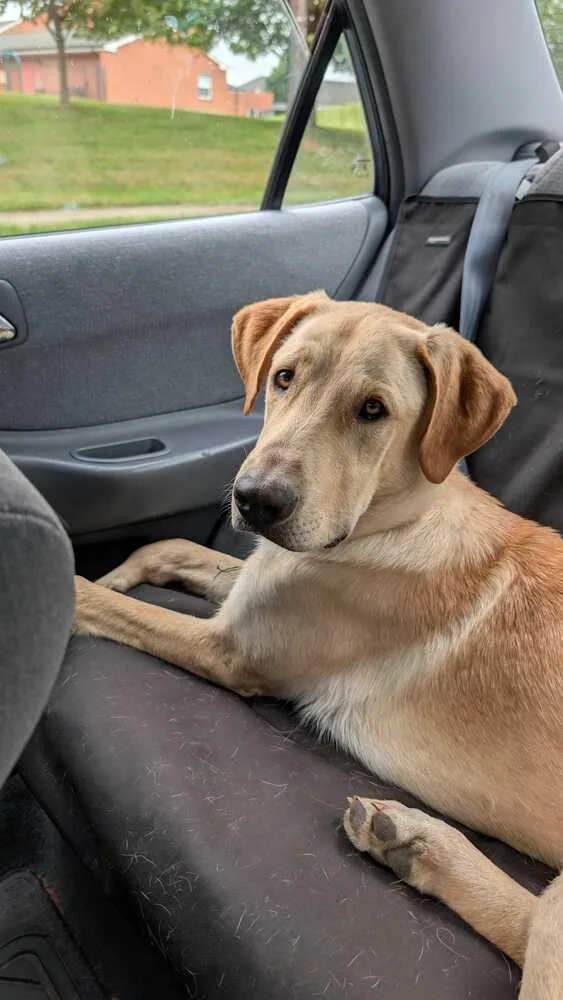 A young large-sized male Great Dane dog named Duke for adoption in Silver Spring, MD