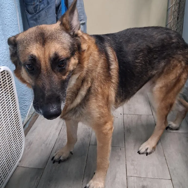 A senior large-sized male Black German Shepherd Dog dog named George for adoption in Denison, TX